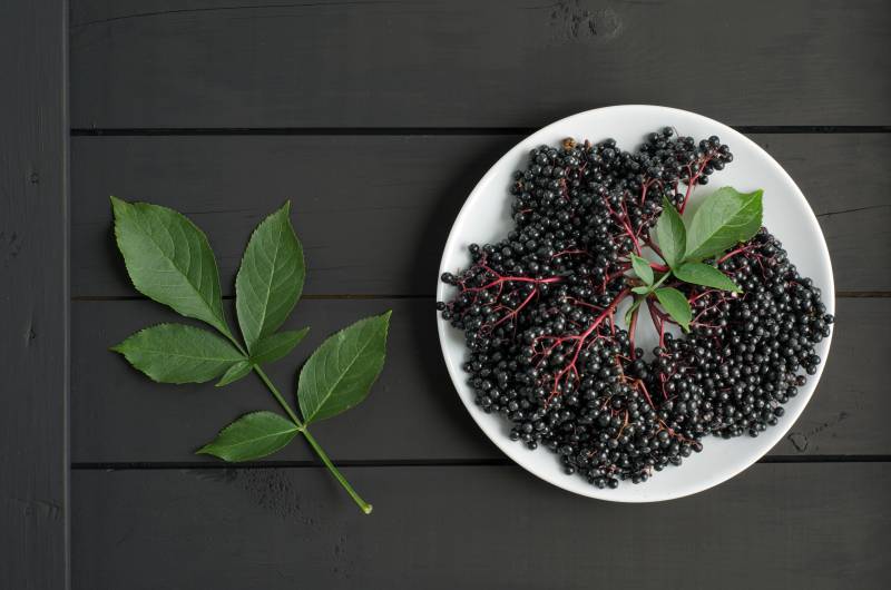 Owoc i liście czarnego bzu - ich właściwości i zastosowanie