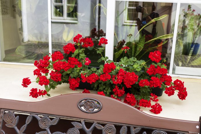 Jak rozmnożyć pelargonie poprzez tworzenie sadzonek - kiedy i jak samodzielnie wyhodować nowe rośliny, ilustrowane kroki po kroku