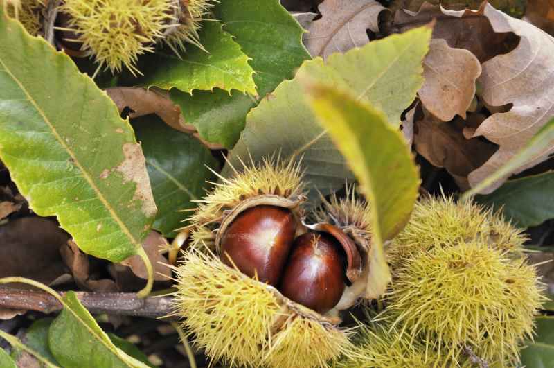 Działanie zdrowotne i zastosowanie owoców kasztanowca-common horse-chestnut.